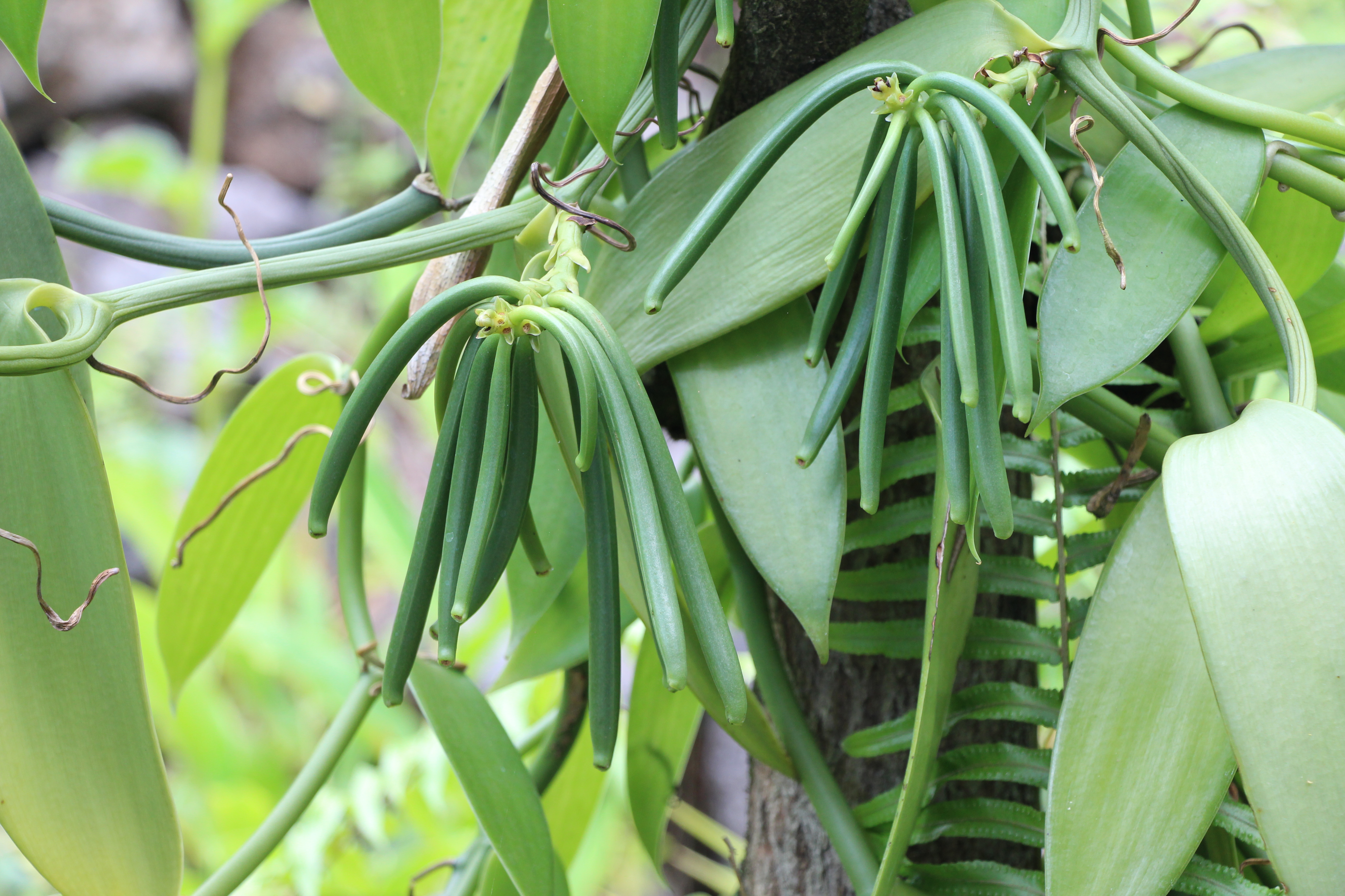 Vanillier en sous-bois à Saint-Philippe — culture en forêt tropicale
